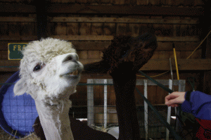 2alpacas