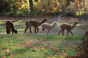 4alpacas