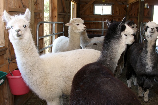 Alpacas