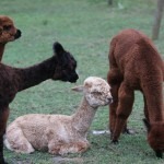 Mohair from Angora Goat