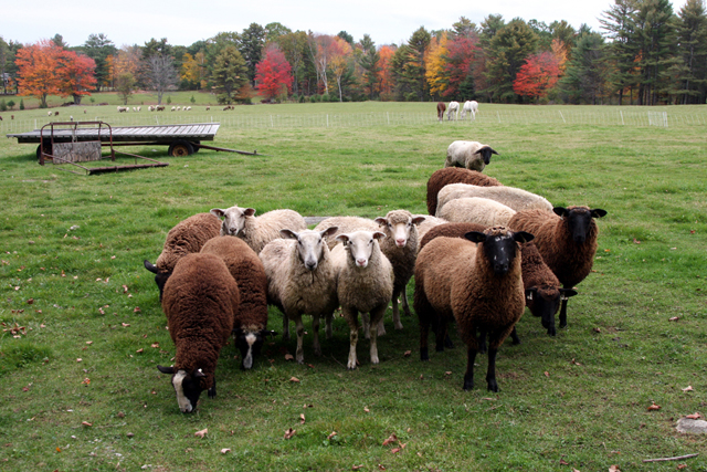 Tour - American Sheep