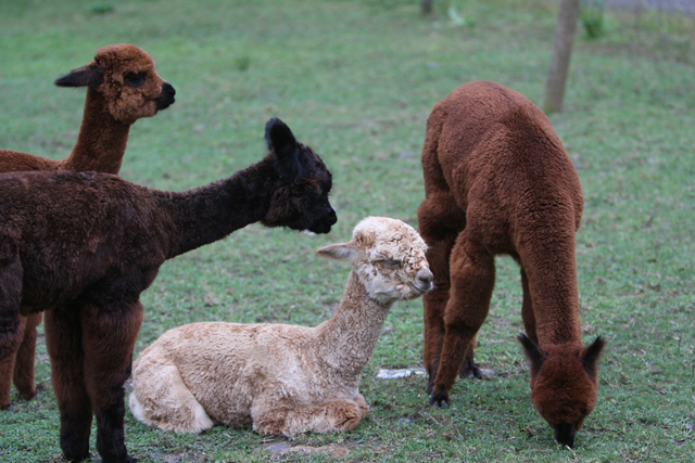 Mohair from Angora Goat